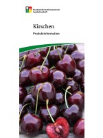 Kirschen