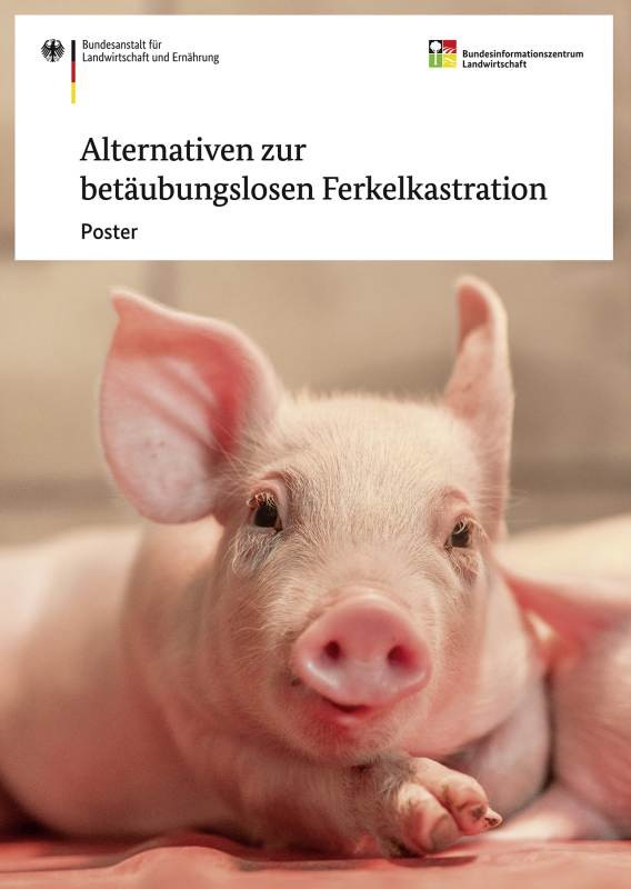 Alternativen zur betäubungslosen Ferkelkastration