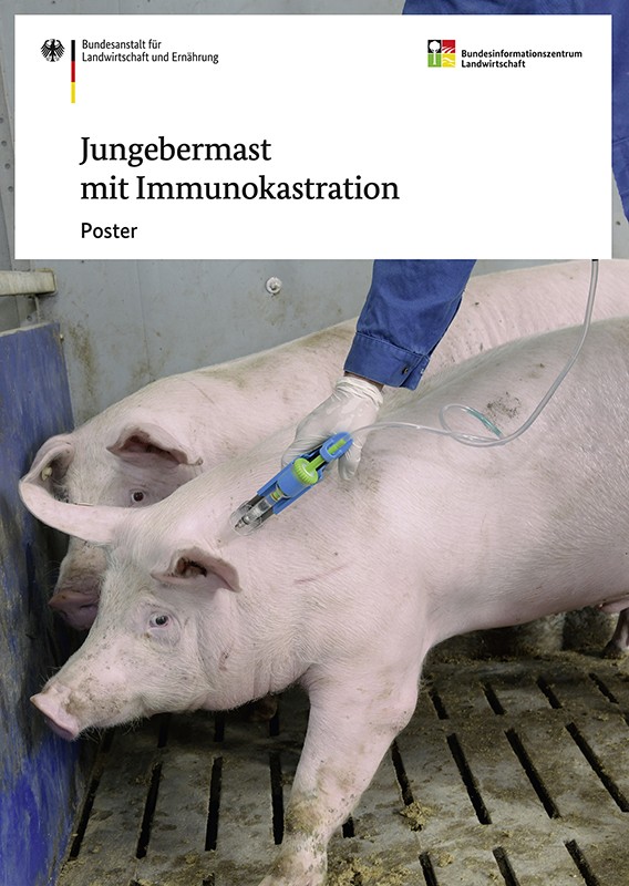 Jungebermast mit Immunokastration