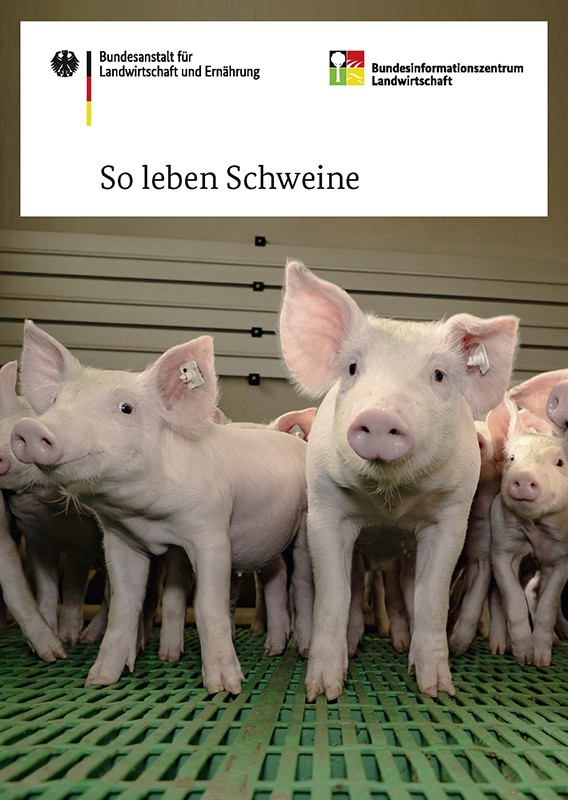 So leben Schweine 