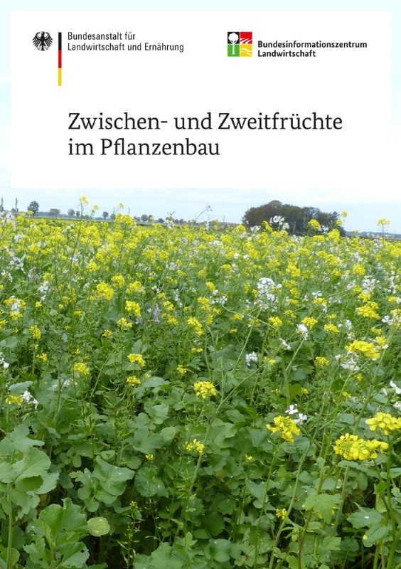 Zwischen- und Zweitfrüchte im Pflanzenbau