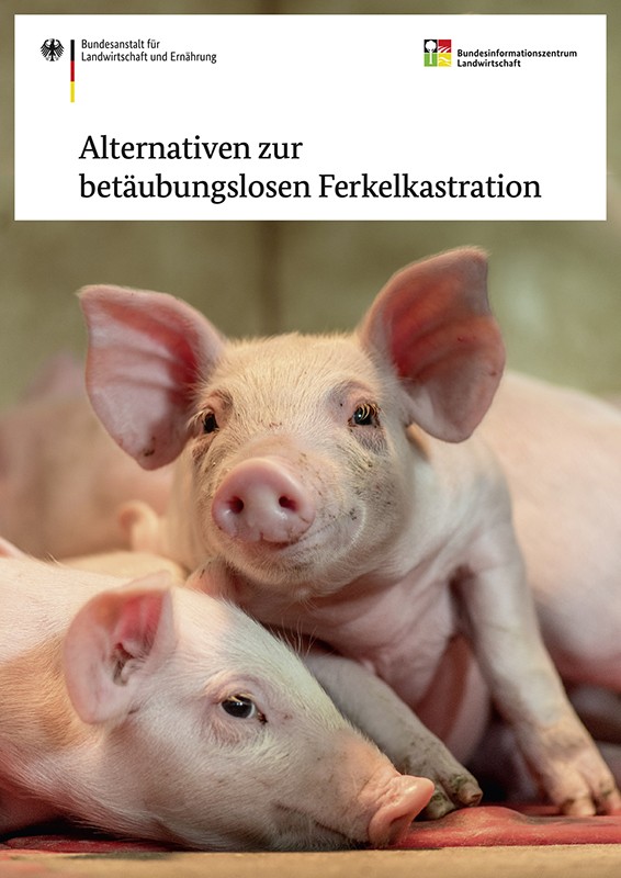 Alternativen zur betäubungslosen Ferkelkastration