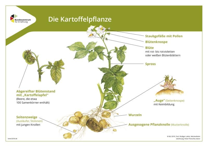 Die Kartoffelpflanze