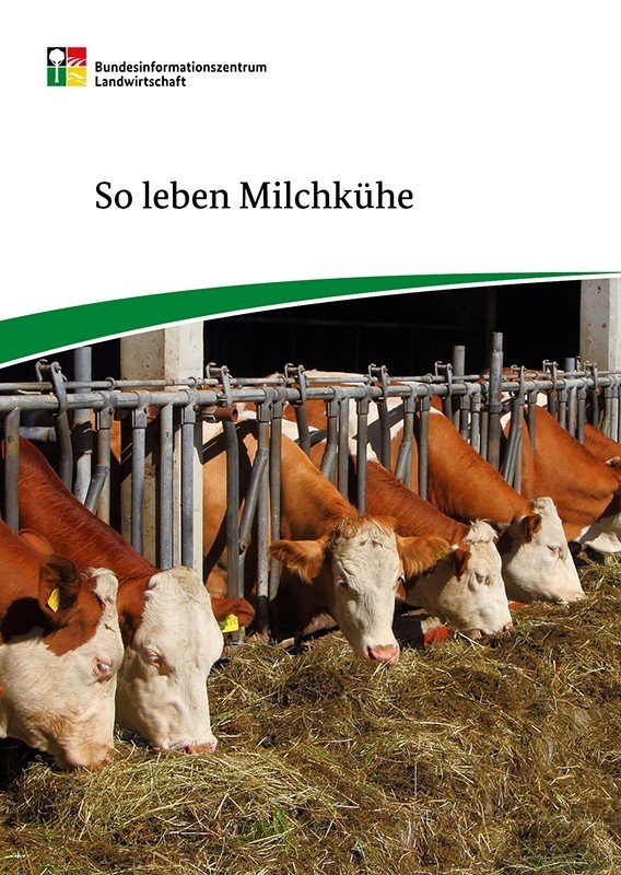 So leben Milchkühe