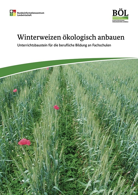 Winterweizen ökologisch anbauen