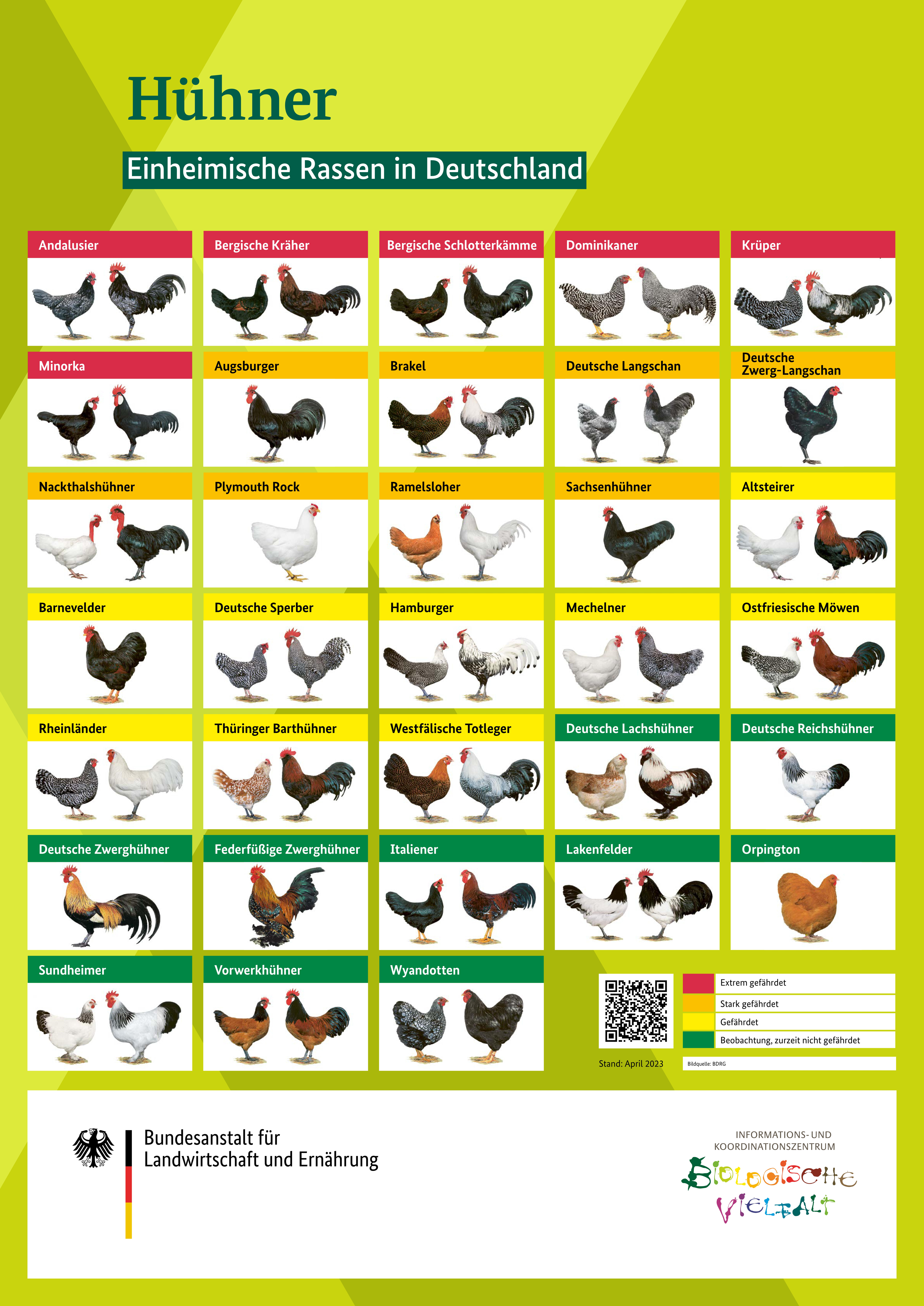 Übersichtsposter einheimischer Hühnerrassen in Deutschland
