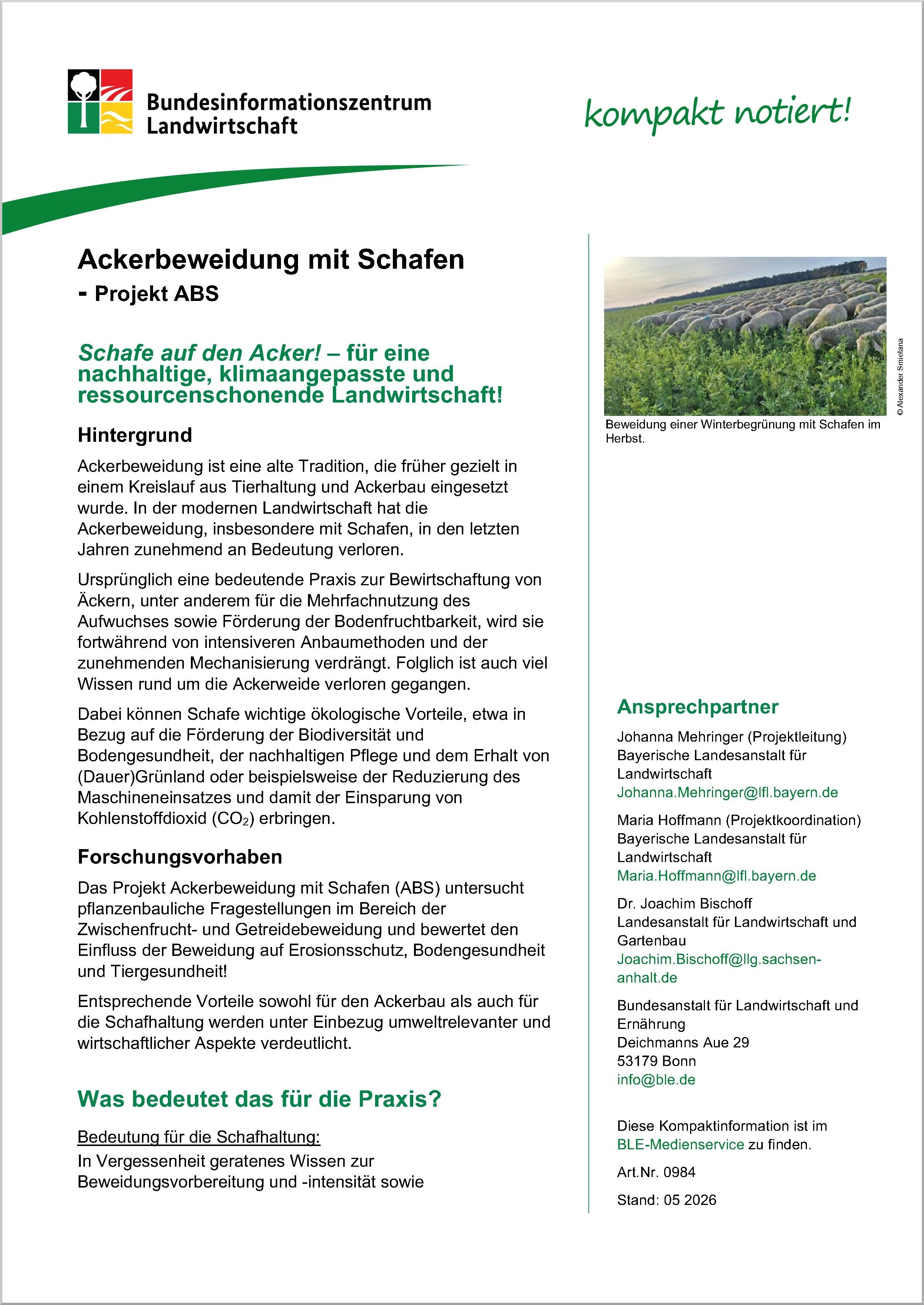 Ackerbeweidung mit Schafen