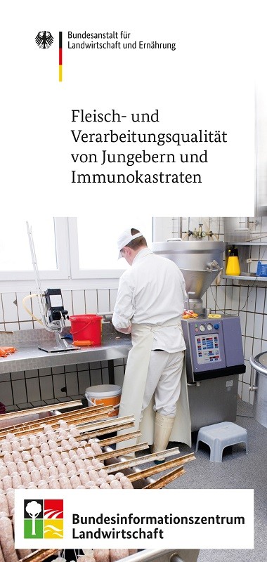 Fleisch- und Verarbeitungsqualität von Jungebern und Immunokastraten