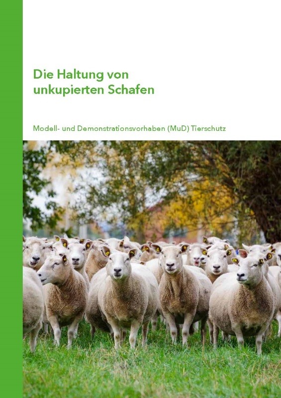 Die Haltung von unkupierten Schafen