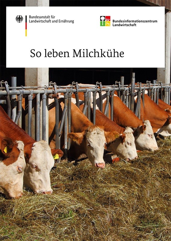 So leben Milchkühe 