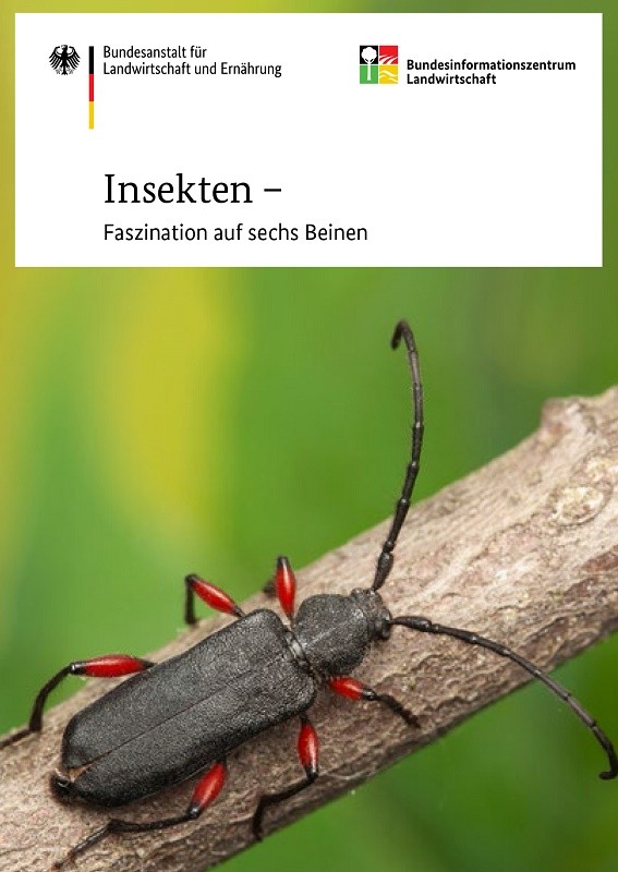 Insekten - Faszination auf sechs Beinen