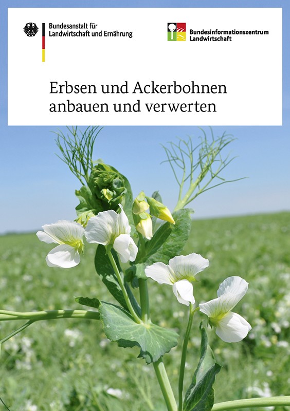 Erbsen und Ackerbohnen anbauen und verwerten