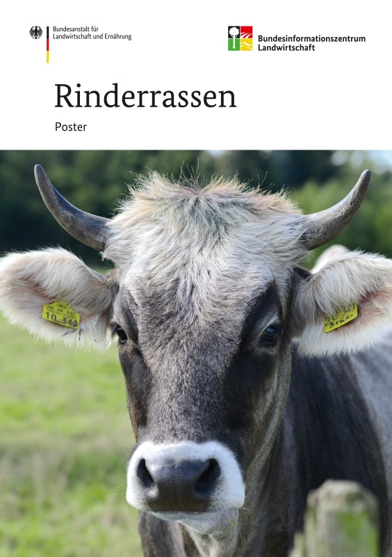 Rinderrassen - Poster
