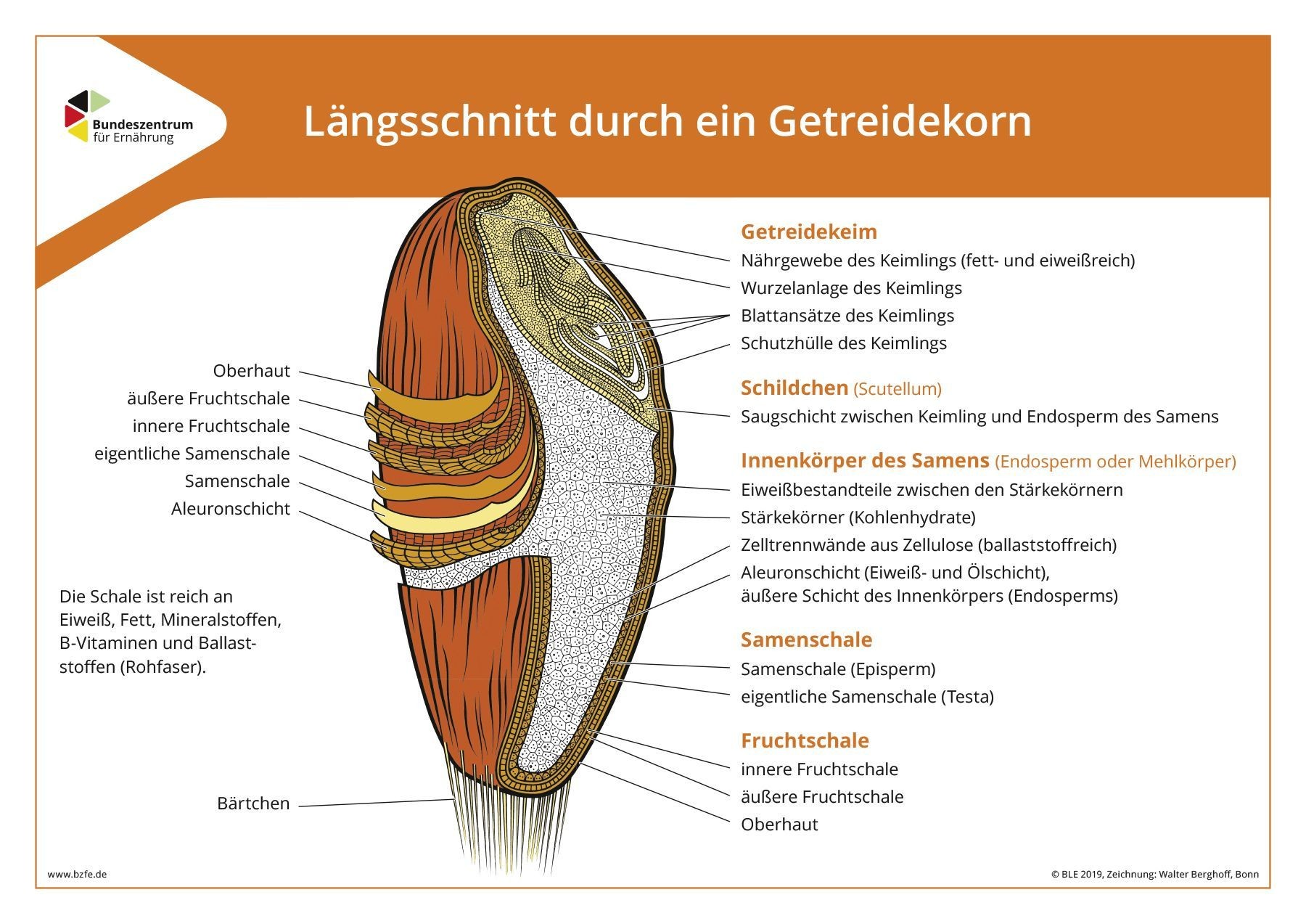 Längsschnitt durch ein Getreidekorn