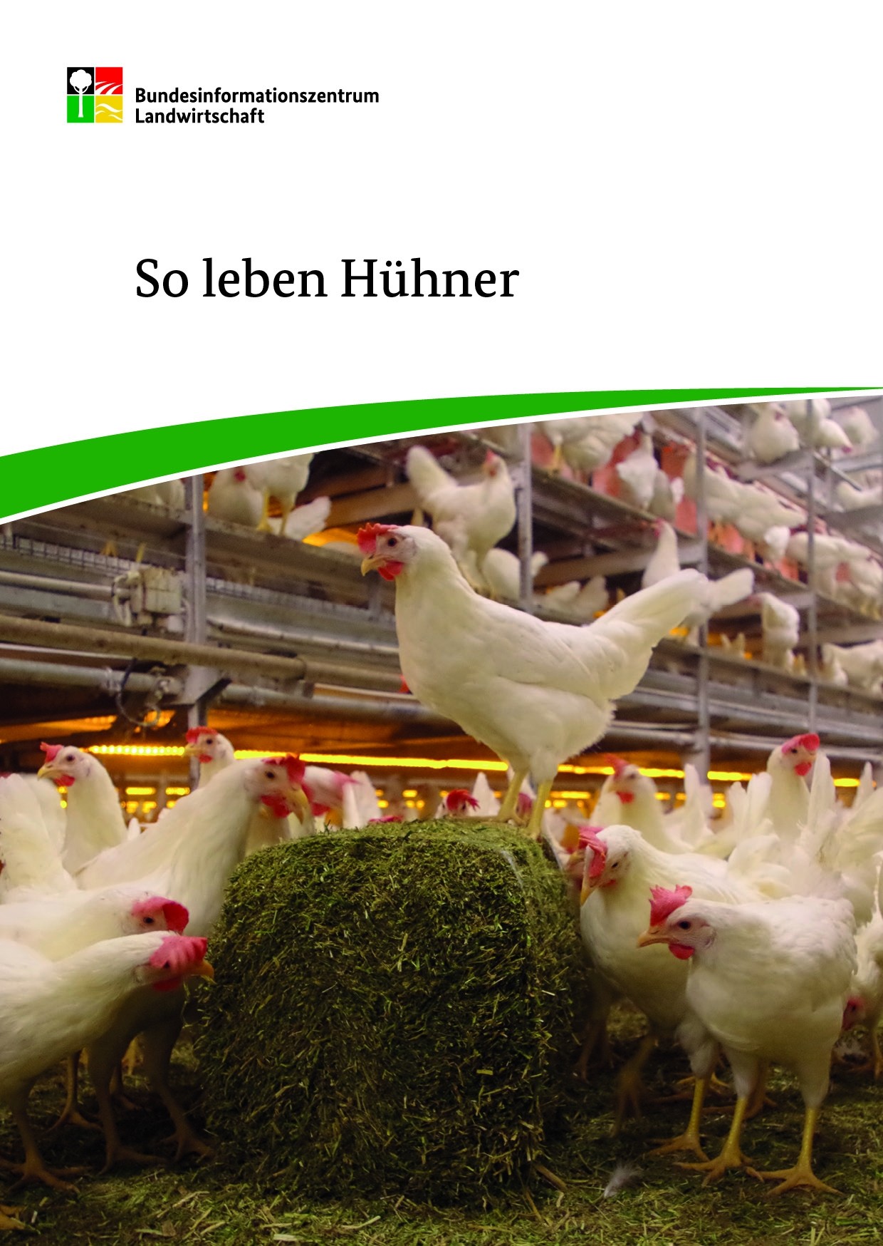 So leben Hühner 