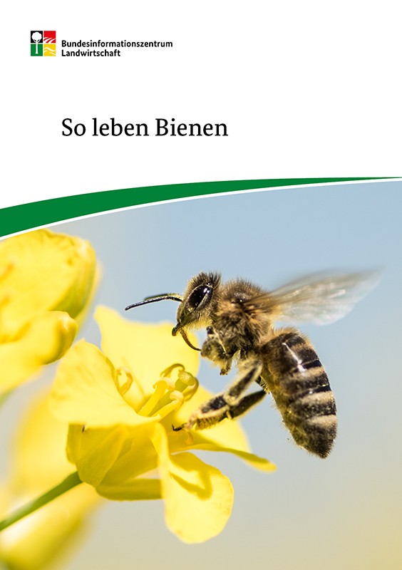 So leben Bienen