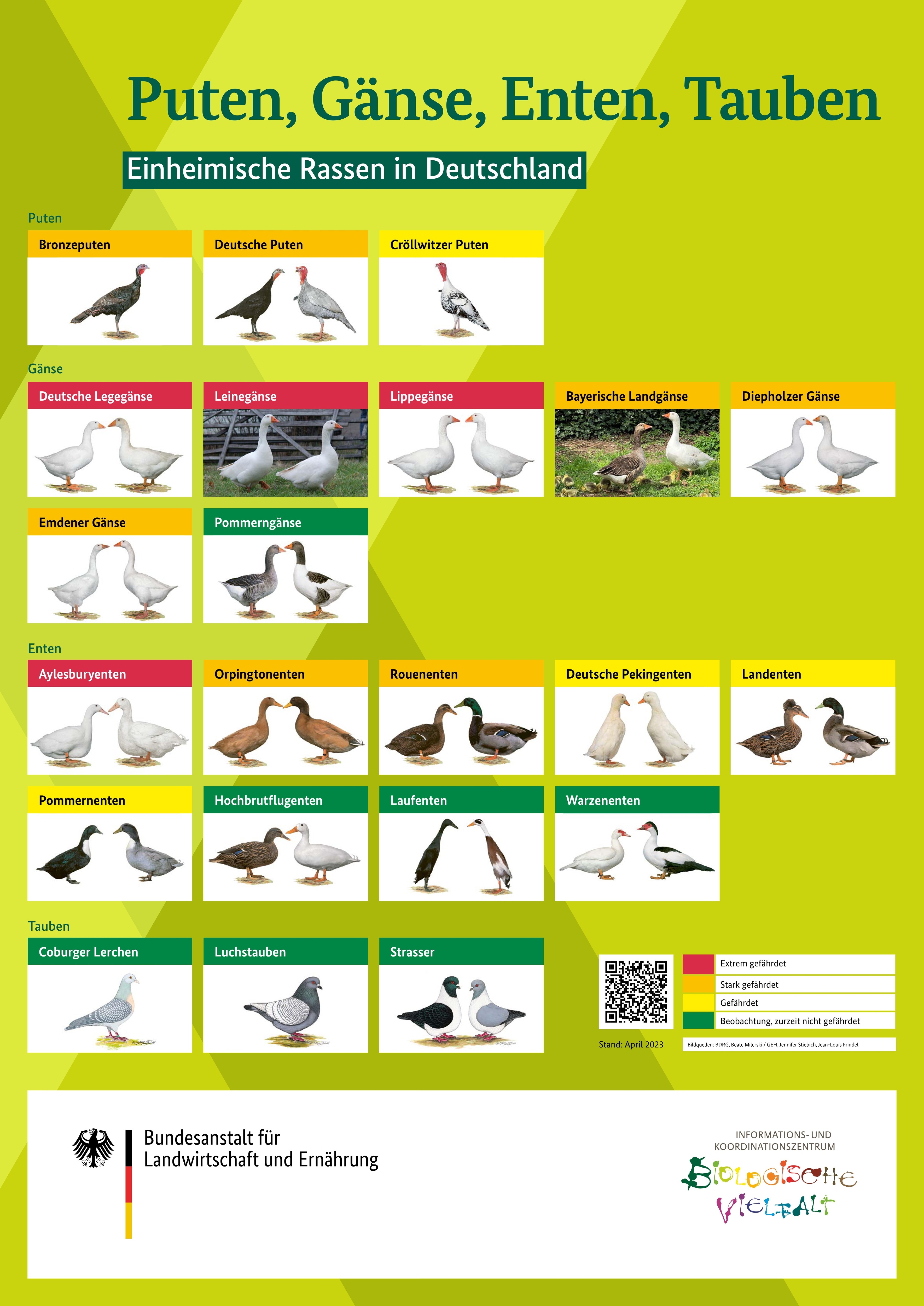 Übersichtsposter einheimischer Puten-, Gänse-, Enten- und Taubenrassen in Deutschland