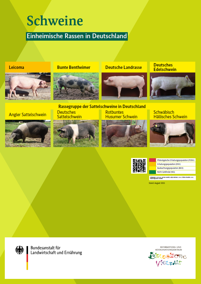 Übersichtsposter einheimischer Schweinerassen in Deutschland