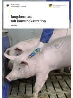 Jungebermast mit Immunokastration