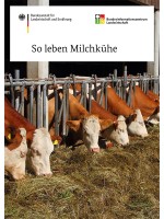 So leben Milchkühe 