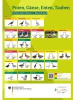 Übersichtsposter einheimischer Puten-, Gänse-, Enten- und Taubenrassen in Deutschland
