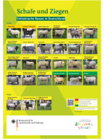 Übersichtsposter einheimischer Schaf- und Ziegenrassen in Deutschland