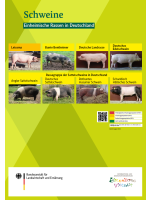 Übersichtsposter einheimischer Schweinerassen in Deutschland